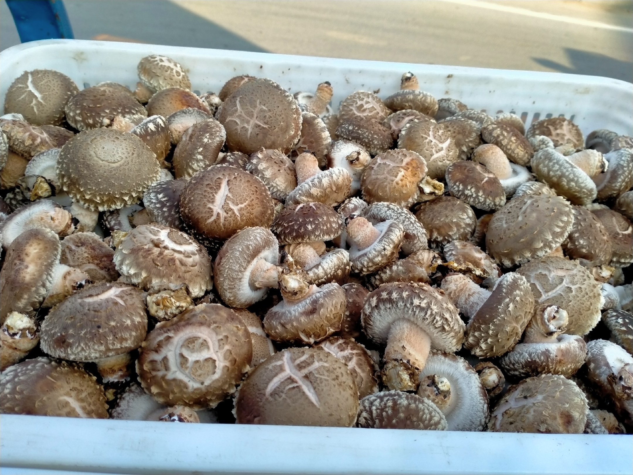 食用菌烘干加工设备