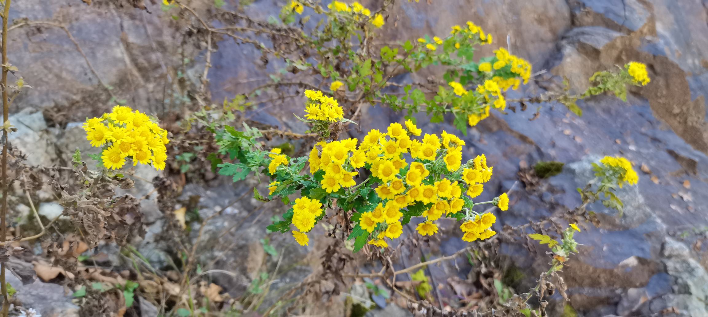 野菊花生长在山野之间