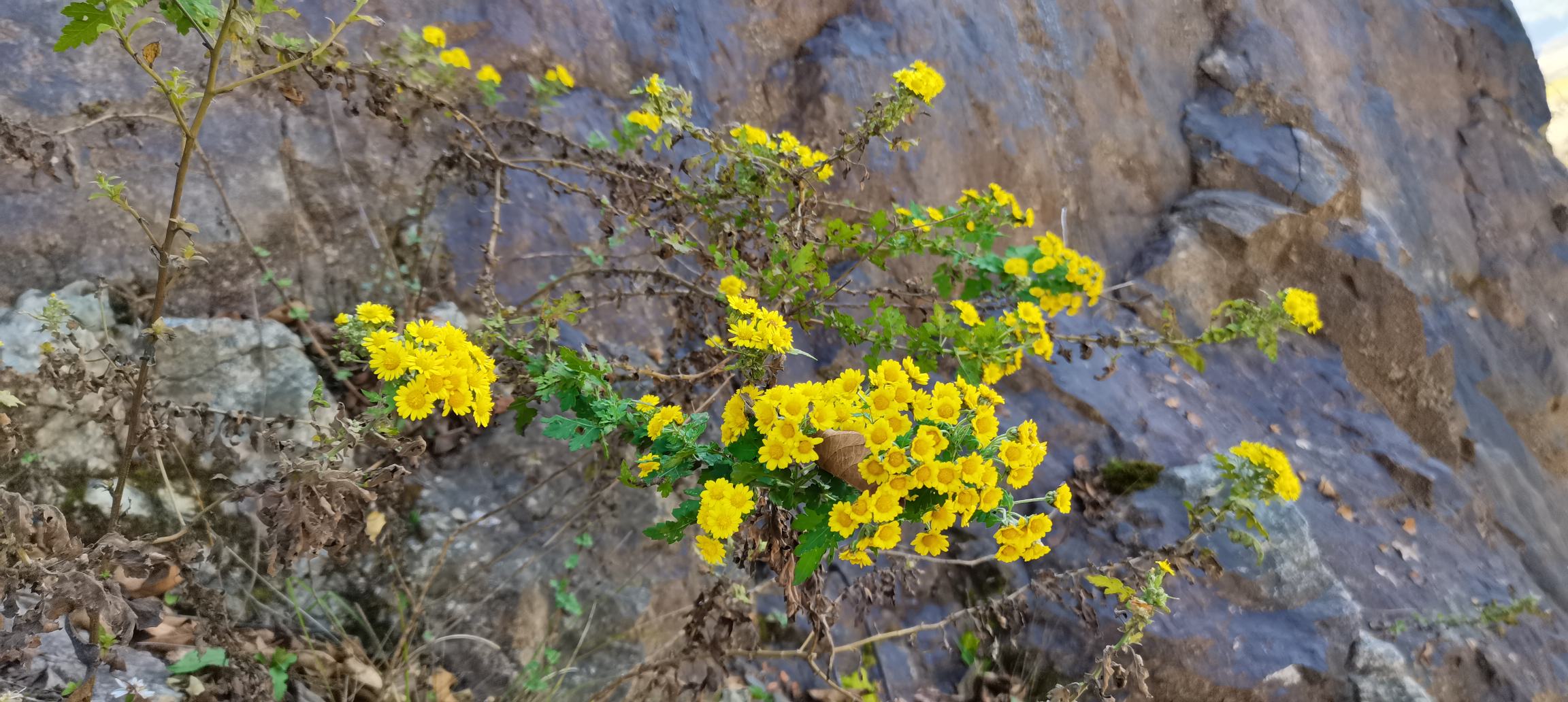 野菊花盛开在山坡上
