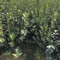 湖南湘林系列优质高产嫁接油茶长年低价出售！