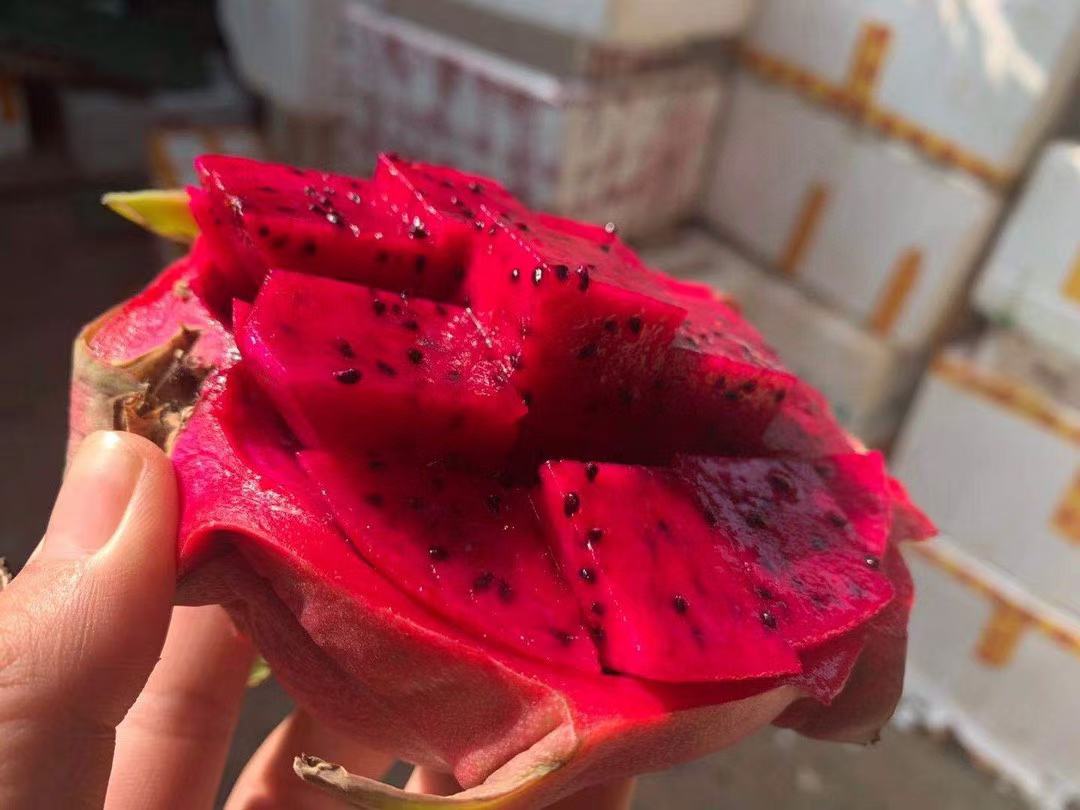 红心火龙果果肉特写图