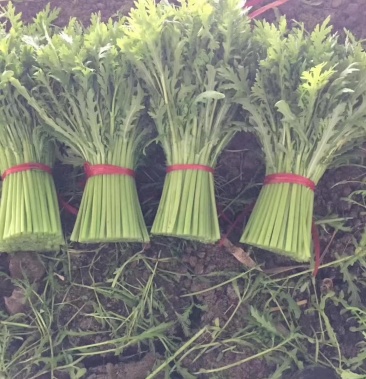 精品光杆茼蒿大量上市