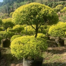 黄金香柳球千层金单球双球造型产地直销大量现货批发