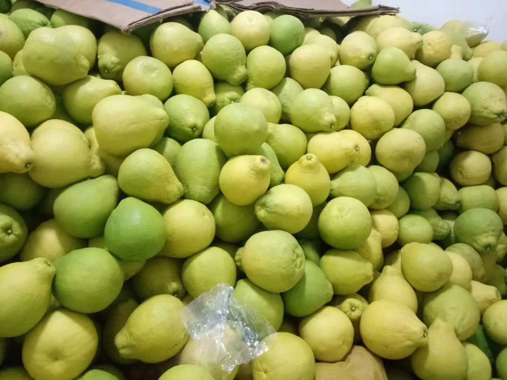 葡萄柚品种对比图