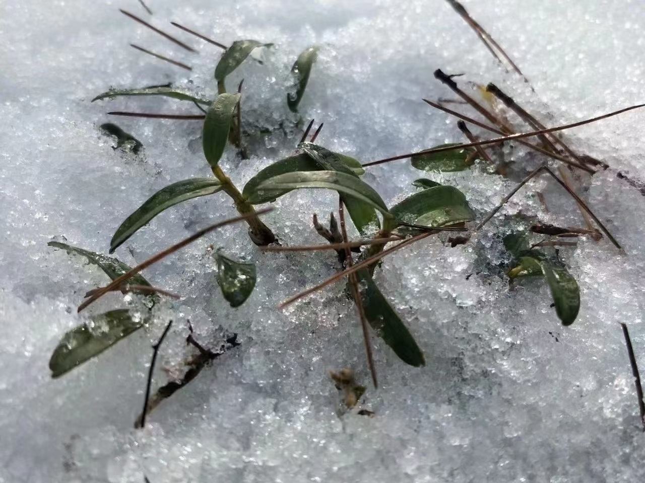 OT百合在雪地中生长