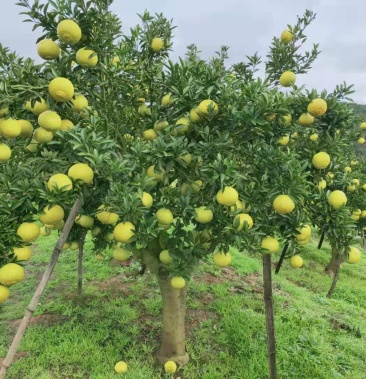 黄金贡柚 洗好果套好袋65以上果