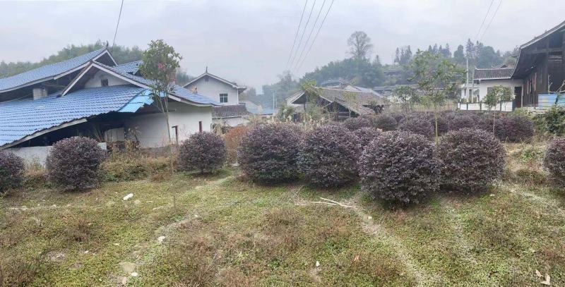 冬青小苗怎么种