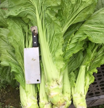 大量优质大头头青菜欢迎采购