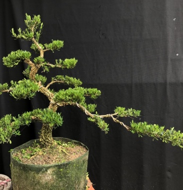 [黄杨盆景批发]5公分雀舌黄杨盆景批发价格480.00元/棵 - 一亩田