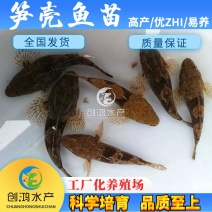 【淡水鱼苗】泰国笋壳鱼苗杂交笋壳鱼苗云斑尖塘鳢