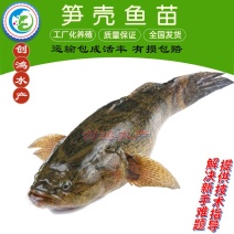 【基地直销】泰国笋壳鱼苗云斑尖塘鳢淡水养殖