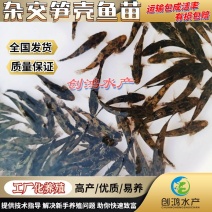 优质笋壳鱼苗泰国笋壳鱼苗杂交笋壳鱼苗淡水养殖