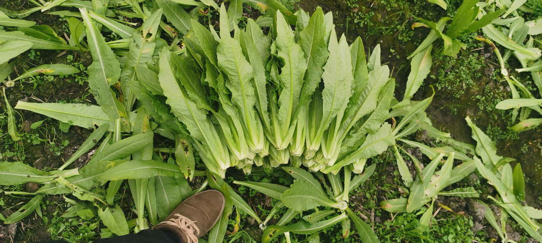 油麦菜与葱头在锅中翻炒过程