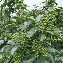 正宗重庆九叶青花椒苗无刺花青花椒苗大红袍花椒