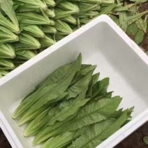 精品本地油麦量大，量大价优