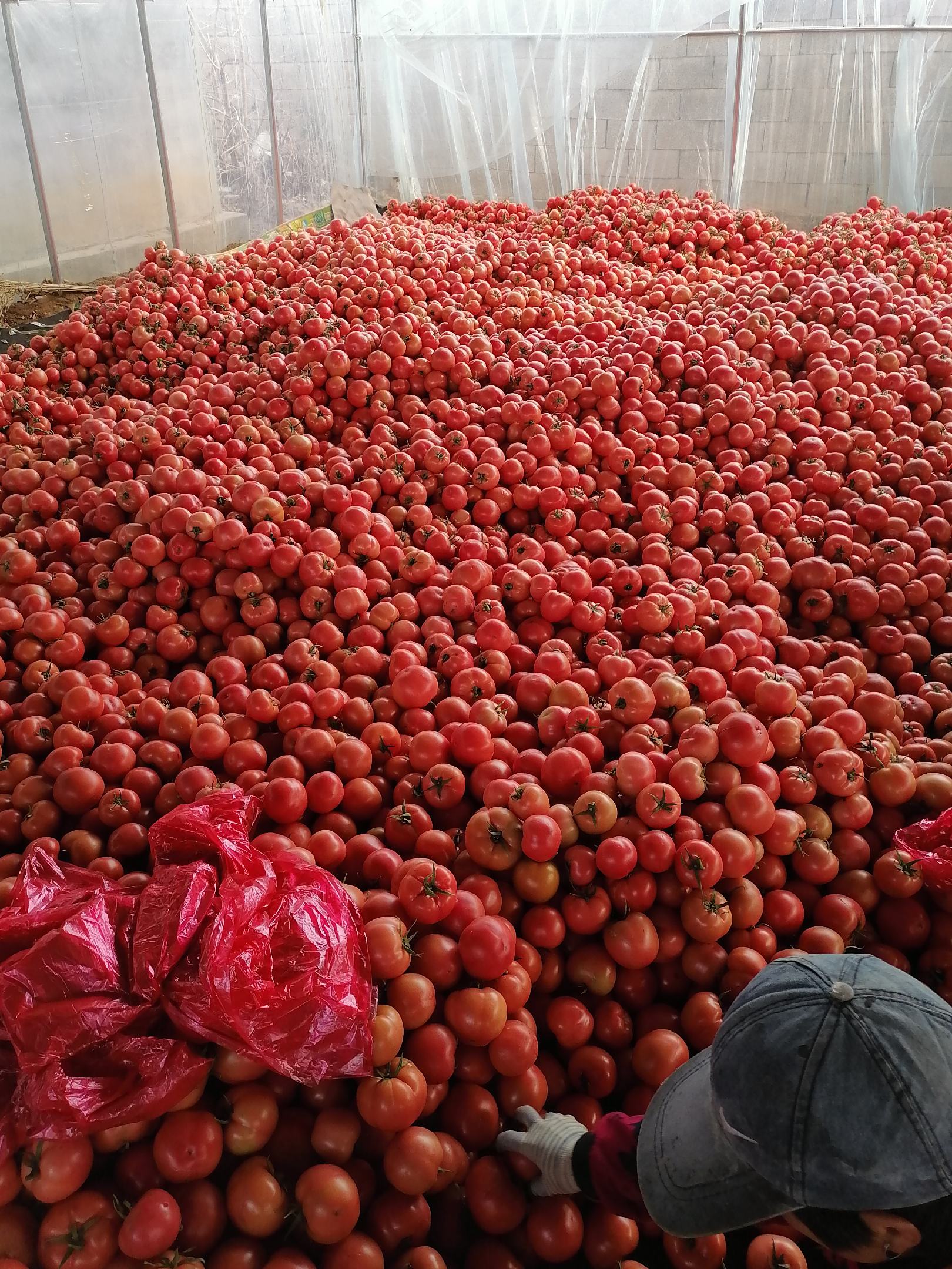 [西红柿批发]山东费县西红柿原产地,市场商超供应,代购代发全国,电商