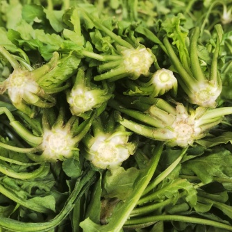 [荠菜批发]大叶荠菜 10cm以上价格1.20元/斤 - 一亩田