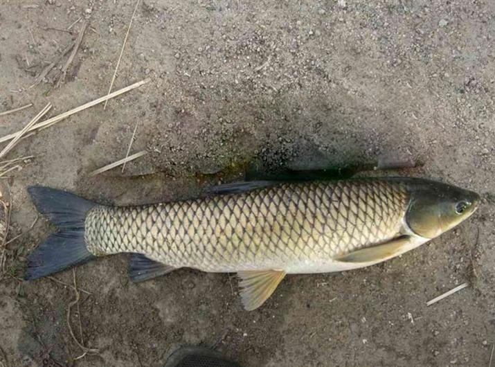 食用百合与观赏百合的对比图