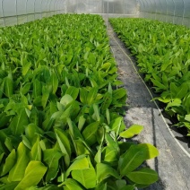 香蕉苗、西贡粉蕉苗、红香蕉苗、金粉一号蕉苗、农科院制种
