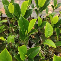 珍珠菠萝蜜苗金黄果肉
