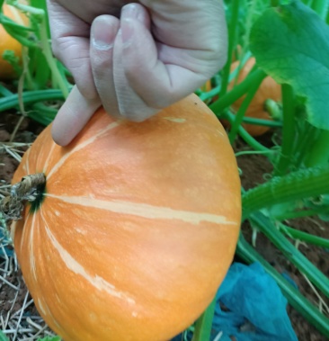 太阳瓜马上上市了,请来电咨询