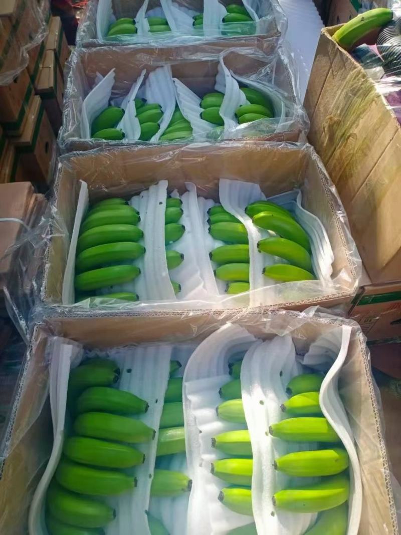 [香蕉批发]云南保山腾冲市香蕉 5.00元/公斤猴桥缅甸货,中货 _ 一亩田