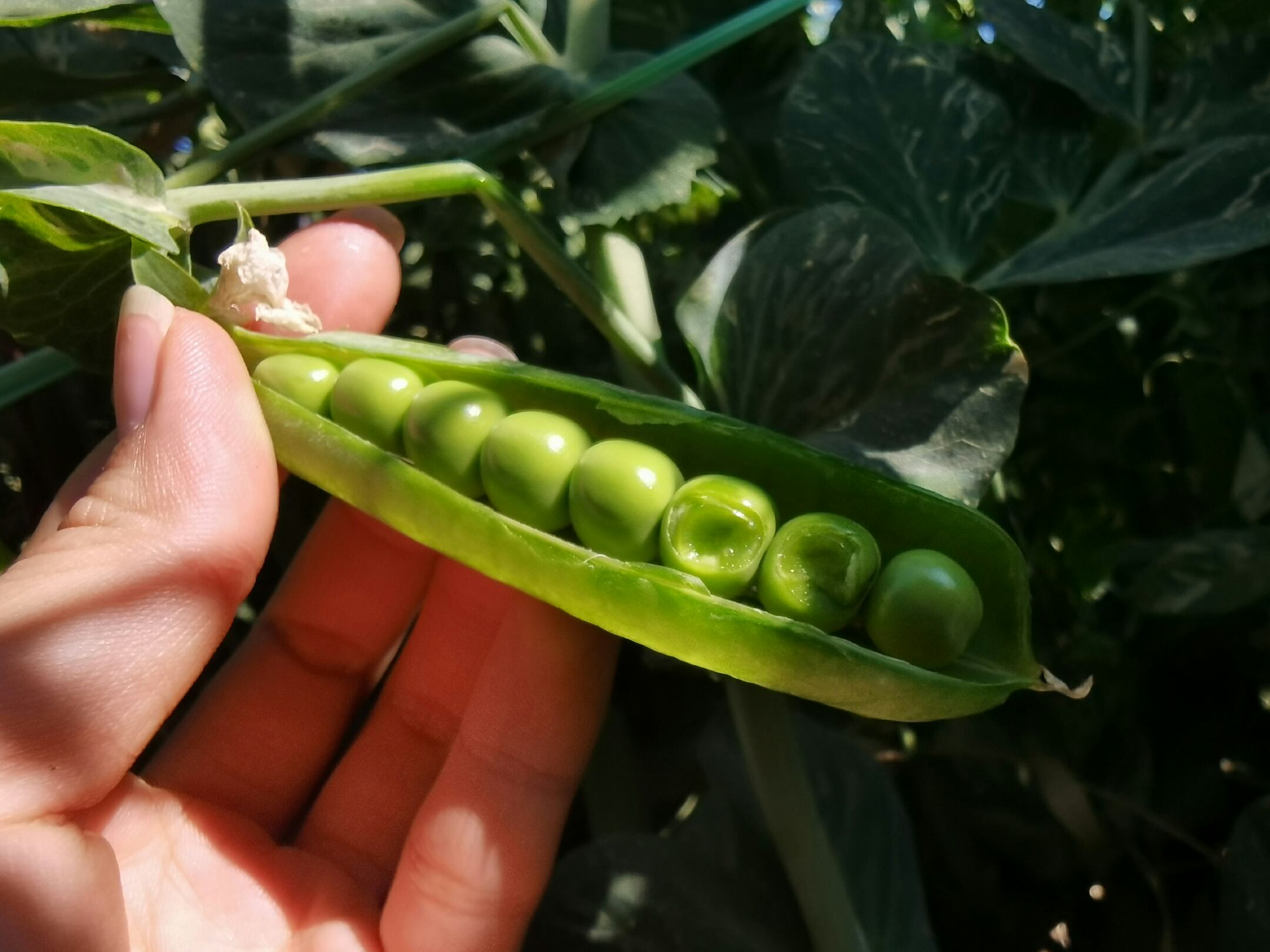 青豌豆特写镜头