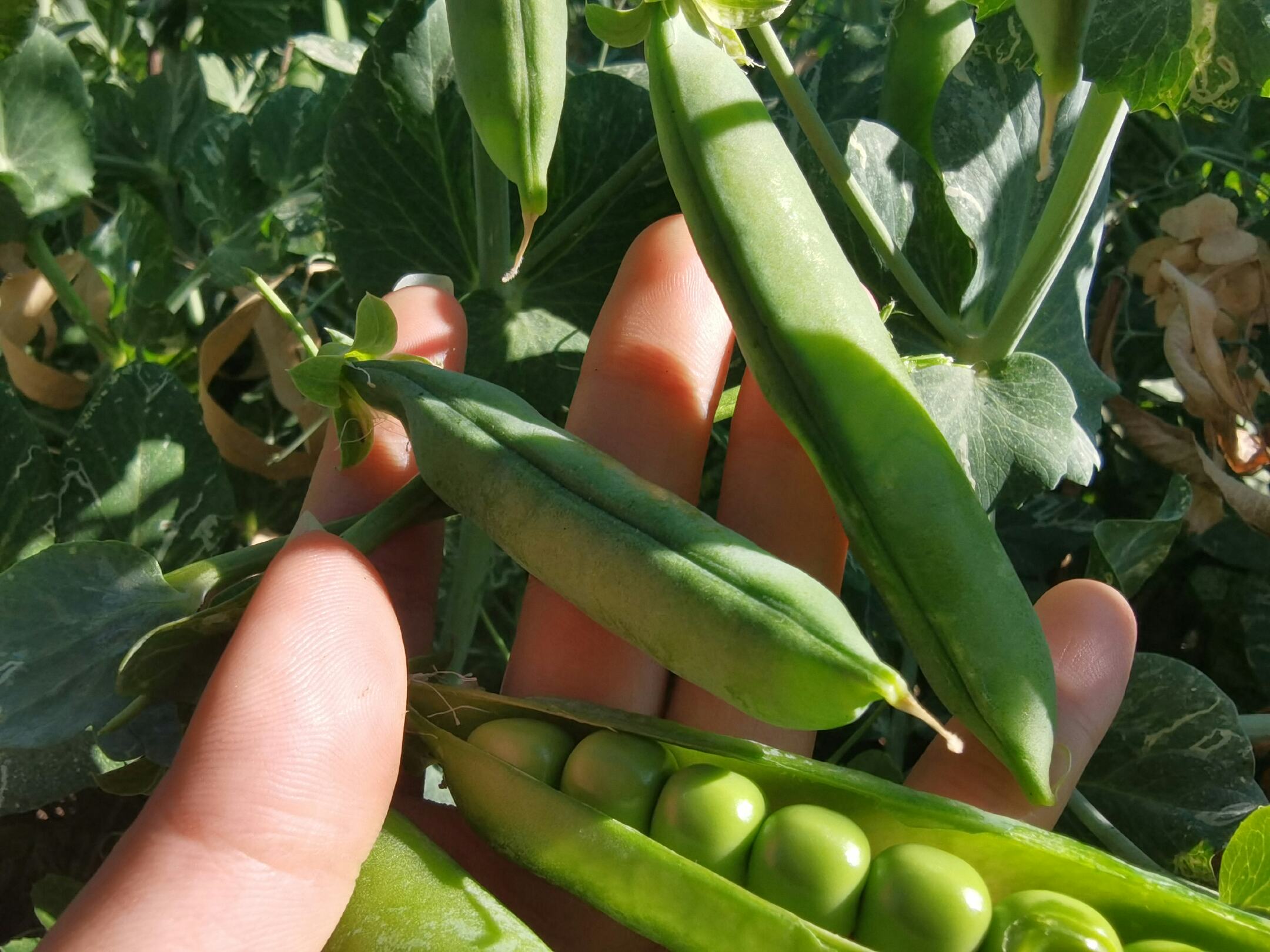 青豌豆豆荚特写