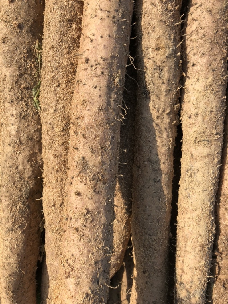 广西省柳州市融安县小叶淮山药菜薯统货批发