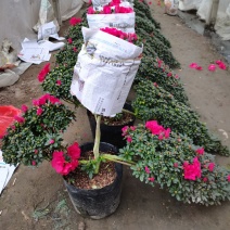 百合招财进宝杜鹃杜花鹃杜鹃花带花苞盆栽阳台植