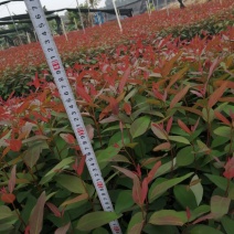 优质DH3229轻基质桉树苗，湛江市丰茂桉树苗场
