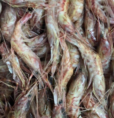 红莽子吕四红莽子可以吃刺身