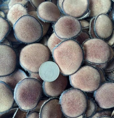 《明轩鹿业》东北鹿茸片 花鹿白粉片 足干 保纯