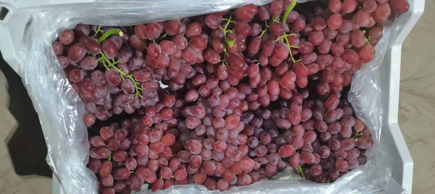 克伦生葡萄整串特写