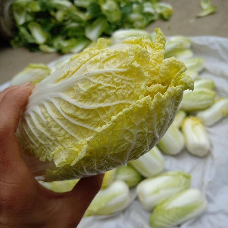 小娃娃菜,小娃娃菜,小娃娃菜!
