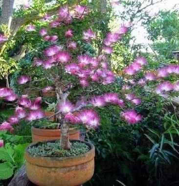 金合欢 银合欢 合欢【速生生长速度快】成活率高