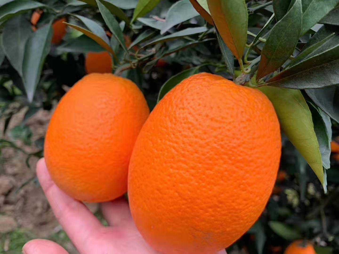 纽荷尔脐橙堆放在竹筐中，背景为果园环境，阳光柔和，果实呈橙红色，表面有自然光泽