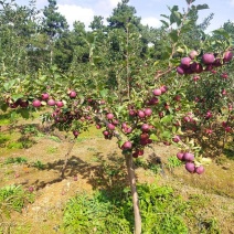 龙丰果树苗东北大秋果苗耐寒北方果树苗真苗黑龙江嫁接果树