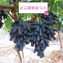 葡萄树精品，蓝宝石，阳光玫瑰，乒乓球葡萄，美国大粒等