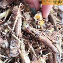 去翅纯母蚂蚱，今年新货一袋一斤