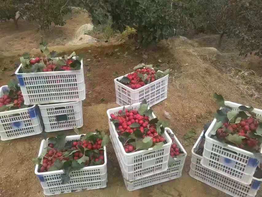 采摘工人正在果园中手工采摘甜红山楂