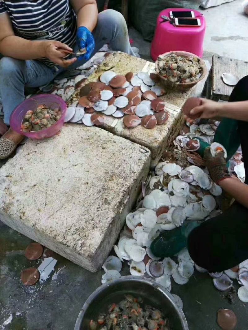 飞螺,也叫月亮贝,日月贝,圆贝