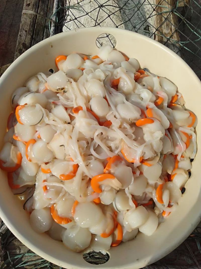 飞螺,也叫月亮贝,日月贝,圆贝