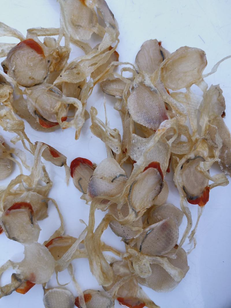 飞螺,也叫月亮贝,日月贝,圆贝