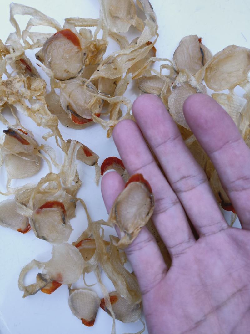 飞螺,也叫月亮贝,日月贝,圆贝