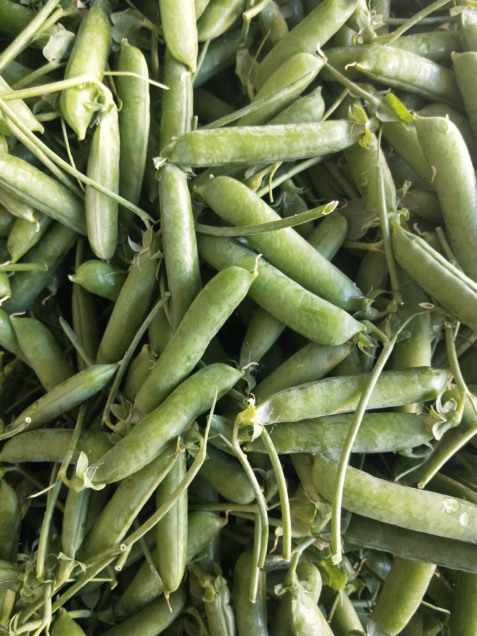 [豌豆批发]豌豆豌豆豌豆豌豆豌豆豌豆豌豆豌豆豌豆价格6.