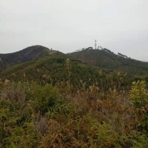 矮坡岭出租，500亩，坡岭不高，可签20年，药材，果园