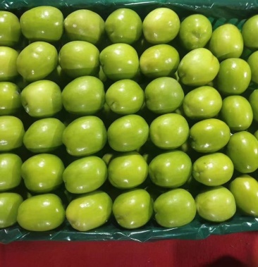 云南元谋大青枣香甜可口