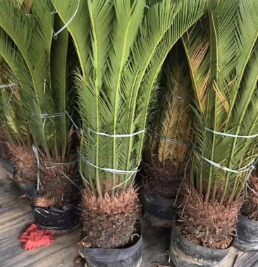 [铁树批发]铁树量多 3000颗 有需要 采购联系我 低于市场价价格38.