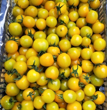 黄姑娘小柿子大量有货喜欢的老板来